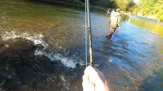 Perfectly flossed in the mouth.. Oct 2020 DSR Salmon River, NY
