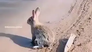 مواقف مضحكة مع الحيوانات