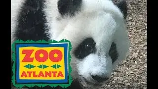 Zoo Atlanta Tour & Review (featuring Baby Panda Cubs!!) with The Legend