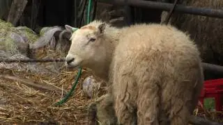 Young Sheep Farmer