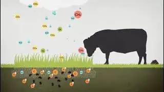 Cattle and the Biogenic Carbon Cycle
