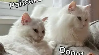 Как отличить пончик от блинчика с помощью системы D.O.N.U.T.