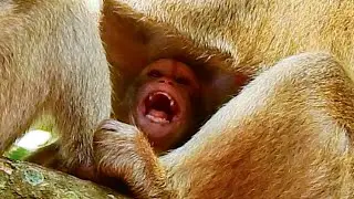 Crying Angry Mom/baby Brighten crying by sad and angry because mom block milk