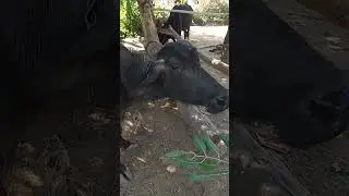 funny buffalo pranks || prank buffaloes || indian prank || #shorts ||