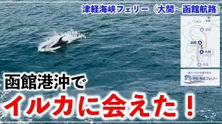 イルカに会えた！ 津軽海峡フェリー（大間〜函館航路）