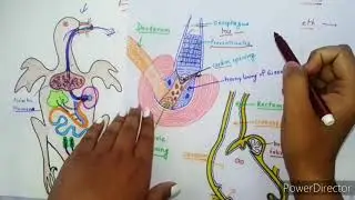 Digestive System Of Pigeon//Columba Livia🦆