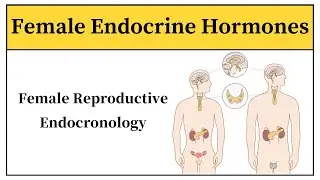 Female Endocrine Hormones In Hindi || Anatomy And Physiology Of Mammary Gland In Urdu
