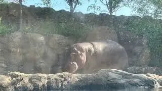 Hoofed animals pictures