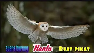 SUARA BURUNG HANTU BUAT PIKAT // OWL
