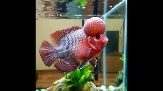 Types of Flowerhorn Fish Video Explainer 2025