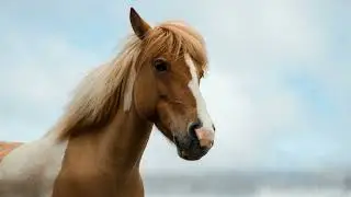Horse trotting Sound