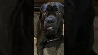 When your underbite gets stuck in the ON position&hellip;#tough #peopleteeth #smoulder