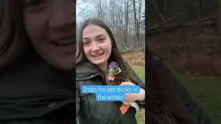 Did you know my ducks like to play in snow? 🦆 ❄️ #DunkinDucks #Ducks #Farm #Winter #Pets #Animals