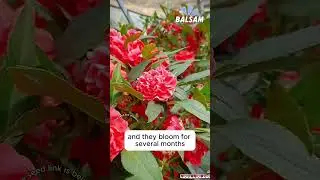 Discover ripe impatiens & grow your garden #plants #seeds #garden #balsam #diy