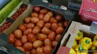 Factors affecting the oversupply of vegetables in the province of Benguet, Philippines