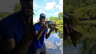 Ontario Fishing. Smallmouth Bass, Grand River #bassfishing #smallmouthbass