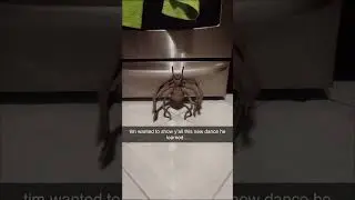 Watch Tim The Spider's New Dance Move!