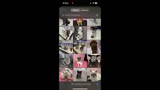 LuxPet Boutique & Co - Grooming & Daycare Application