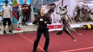 SuperDogs Show! Family Fun Reimagined | Toronto Canada 2024