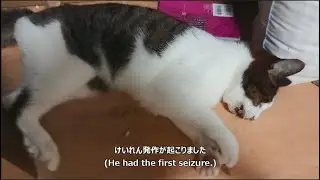 【慢性腎臓病末期の猫】 痙攣発作までの記録（閲覧注意）