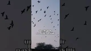 Pigeons - The History Shaping City Birds 🕊️✨