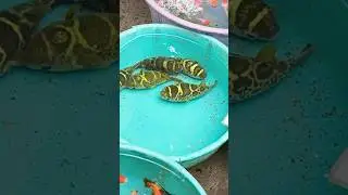 Beautiful Aquarium Fish 🐠🐟 #fishaquarium #fishkeepinghobby #aquariumfishmarket #shorts #viralvideo