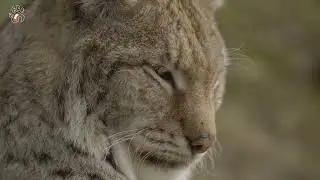 New Forest Enclosure for Wild Lynx / Новый лесной вольер Центра реабилитации рыси ABCR /