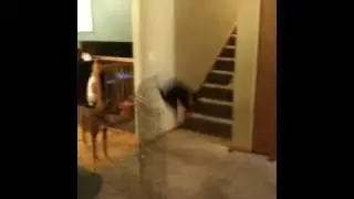The great hover cat