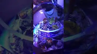 5.5 Gallon Reef Bowl - Jan. 2024