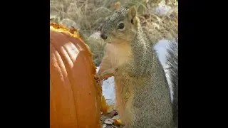 Squirrel+Pumpkin Boulder, Colorado