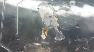 planarya  planaria akvaryum canımdaki k&uuml;&ccedil;&uuml;k kurt yada solucan gibi şeyler var