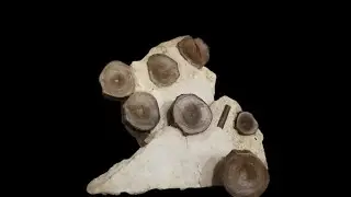 Vertebra Of Ichthyosaurs  Incredible Bone sandblasting with iron powder