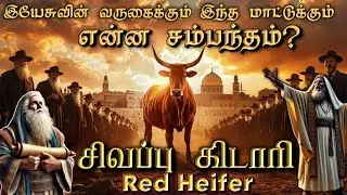 சிவப்பு கிடாரியும் இயேசுவின் வருகையும்| Tamil Bible study.