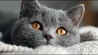 Playlist(cat purring) - Adorable Kitten Dreams 😻