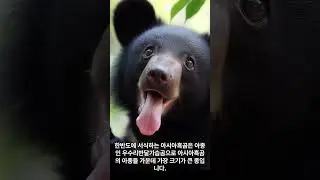 기록물 39호 : 아시아흑곰