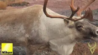 Calling Caribou Nikon