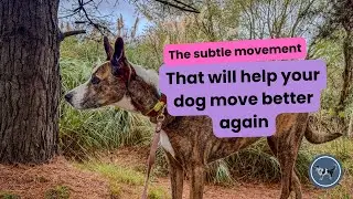 Easy 2 min exercise to build strength in senior dogs | Help your old dog walk better again |