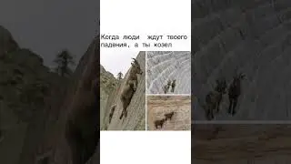 казёл #юмор #шуточное #вдохновение #прикол #смехпродлеваетжизнь #позитив #весёлое