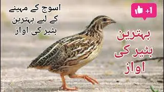 Quail sound for night hunting بٹیر کی اواز اسوج کے مہینے کے لیے