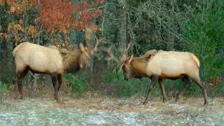 Clam Lake, Wisconsin Elk Sparring.
