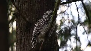 Barred Owl (Strix varia) calling
