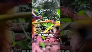Тенрек &ndash; одно из самых необычных животных на планете! 🦔🌿 #животные #animals