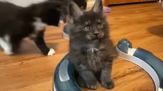 8 week old kittens and 7 week old Maine Coon Kittens Olivia's and Ana's