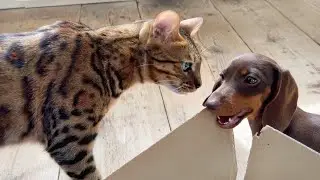 Mimi’s Family Diary- The bond between Bengal Cat & Dachshund Puppy.