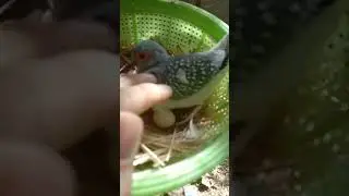 My diamond dove lay an egg 🥰 // full video on channel #pets #viral #shorts