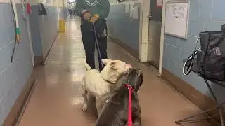 Purdie + Zion Leash Test 