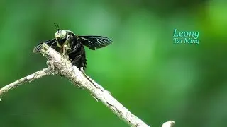 Xylocopa latipes male (20.Oct.2017c)