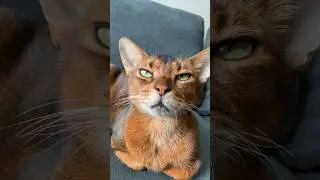 When your cat gives you 'The Look' 🤣