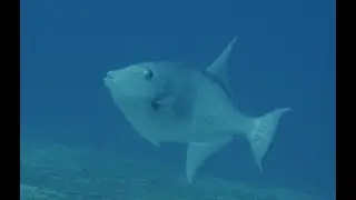 Ocean Triggerfish Aggregation [4K]