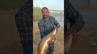 big size murrel